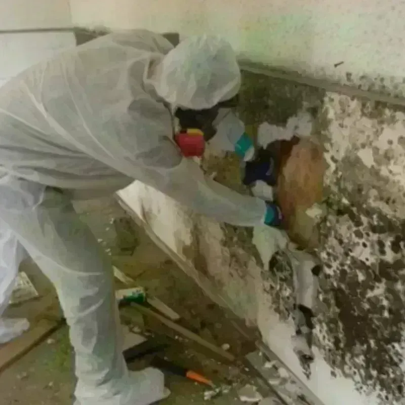 Mold Remediation and Removal in Milford, ME